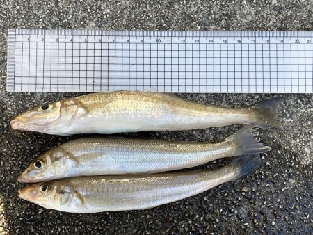 いつもより良型良好!今日もキス釣り!